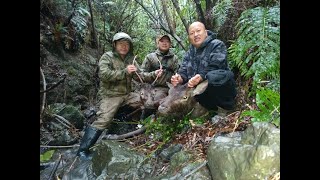 Double Stags Down  Hmoob New Zealand [upl. by Streetman]