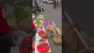 dog listens to the stall owner’s recommendation to buy persimmons狗狗聽攤主推薦買柿子 [upl. by Otila782]