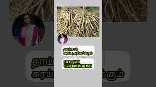 Thanneerhealth Vittan Kilangu Health Benefits healthtips shorts tips [upl. by Nimajneb]