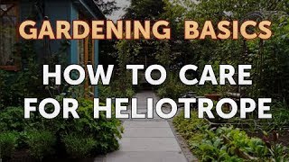 How to Care for Heliotrope [upl. by Calvina727]