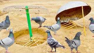 Easy Pigeon Trap 100 Work  How To Make Double Birds Trap  qbtraps [upl. by Lorette]