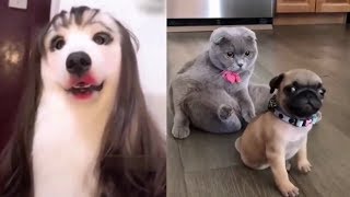 😹 Süße und Lustige Tiere 2018 😺 Lustige Tiere zum Totlachen vol5 [upl. by Annaiv]