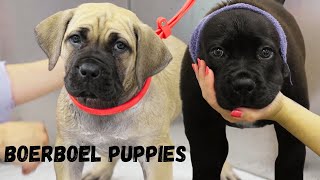 ADORABLE chonky Boerboel puppies [upl. by Nyrahtak]