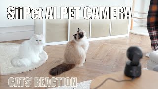 Caught redhanded Mia bit Jerries butt  Cats reaction to SiiPet  AI Pet Camera [upl. by Gardener]