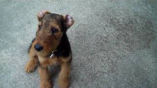 AIREDALE PUPPY AT 12 WEEKS [upl. by Judd634]