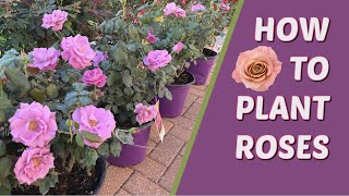 How to grow rose plant from cuttings easily in tamilEasy way to grow rose plant from cuttings [upl. by Akeem650]