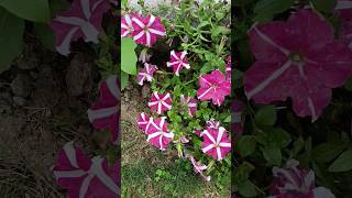 Surfinia Flower Plant 🌺🌹🌼 ☘️ kashmiribeauty flowers flowerplant nature [upl. by Vashtia]