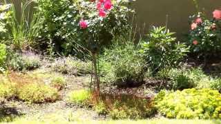 Meise und Vogel singen im Garten Sommer [upl. by Kimon]