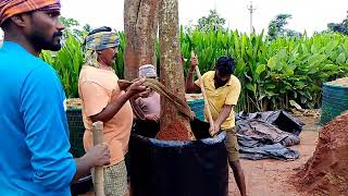 Placing Cadamba trees in Nursery for Sale KADIYAM [upl. by Atteuqahs]