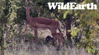 WildEarth  Sunset Safari  28 November 2023 [upl. by Buller]