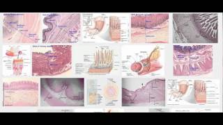 Histology of mucosa submucosa muscularis serosa [upl. by Dyol]