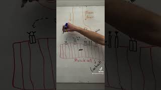 How does myasthenia gravis work nursing physiology myastheniagravis disease acetylcholine [upl. by Esadnac]