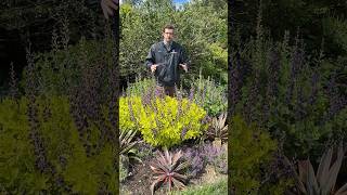 ‘Golden Anniversary’ Baptisia🐝🤩 baptisia garden blooming perennialplant springgarden [upl. by Frymire]