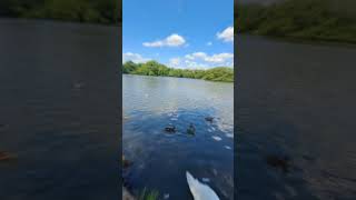 Kingsbury water park 🏞️beautyofengland explore travel nature [upl. by Behrens]