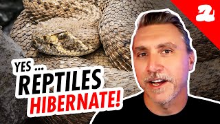 Reptiles Hibernate [upl. by Carli]