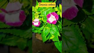 Winter most beautiful flower plant Torenia colors gardening trending viralshorts youtubeshorts [upl. by Rein517]