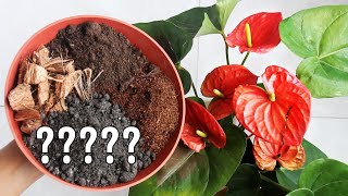 BEST Potting Soil MIX for Anthurium Plant [upl. by Letnoj]