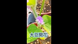 在家種毛豆｜再生黃豆｜兩個月就收成｜買超市的黃豆芽來種毛豆｜Edamame  Soy Beans｜大豆  黃豆  毛豆都是同一棵植物 [upl. by Tayyebeb]