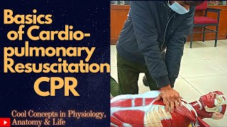 How to perform Basics of Cardiopulmonary Resuscitation  CPR  1st Prof MBBS Physiology Practical [upl. by Selinski]