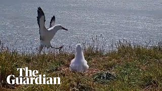 Albatross faceplants to fame on New Zealand livestream [upl. by Araf500]