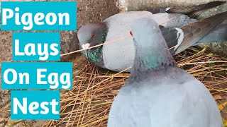 Pigeon video High flying pigeon Pigeon lays on egg nest [upl. by Eerej]