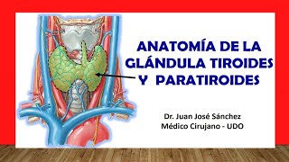 🥇 ANATOMÍA DE LA GLÁNDULA TIROIDES Y PARATIROIDES Fácil Rápida y Sencilla [upl. by Peednus]