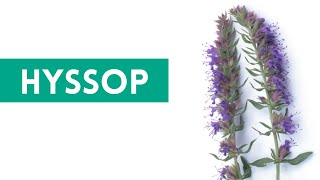 Hyssop  Anise Hyssop Uses and Benefits [upl. by Butcher]