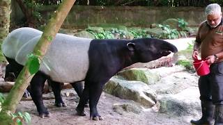 Tapirs  Singapore Zoo 12 [upl. by Atiuqer908]