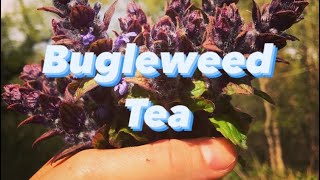 Bugleweed Medicinal Tea [upl. by Hirasuna]