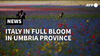 Drone images as Italy flowers bloom near Umbria town  AFP [upl. by Ailahs]