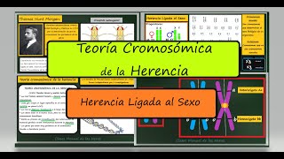 Teoría Cromosómica de la Herencia y Herencia Ligada al Sexo Genética Biología [upl. by Sadnak]