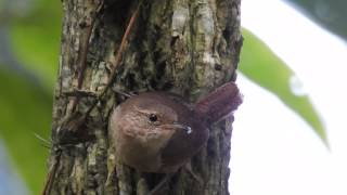 Soterre Troglodytes aedon [upl. by Swanson]