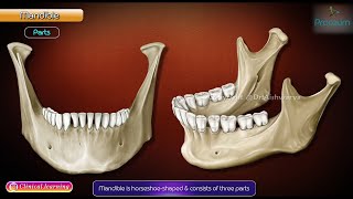 Osteology of Mandible Animation [upl. by Button206]