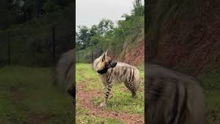 Striped Hyena Up close moments discovery nature explore luxurytravel travel uganda tour [upl. by Valerlan]