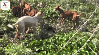 Podenco andaluz Tagadona Cazando en la Arquería 181112 13 [upl. by Kerat]