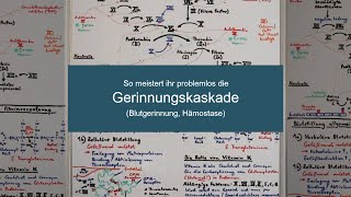 HÄMOSTASE und GERINNUNGSKASKADE meistern  Biochemie Now [upl. by Drofnas628]