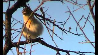 Pardalote red browed [upl. by Cy]