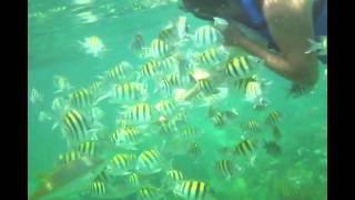 CUBA SNORKEL EN CAYO GUILLERMO [upl. by Annoynek]