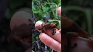 Baby leaftail geckos nature geckolife babygecko phantasticus [upl. by Penhall]