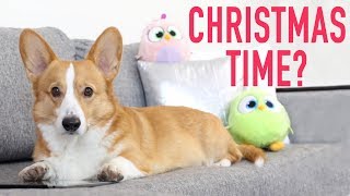 CHRISTMAS PANIC  Topi the Corgi [upl. by Yddur]