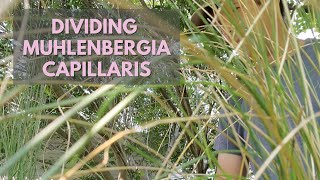 How to Divide Muhlenbergia capillaris Free Plants from Nursery Extras [upl. by Shornick]