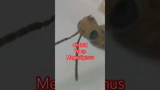 CHALCID WASP Megastigmus Under Microscope Kyiv Ukraine 22052024 НАЕЗДНИК ПОД МИКРОСКОПОМ [upl. by Katzir]