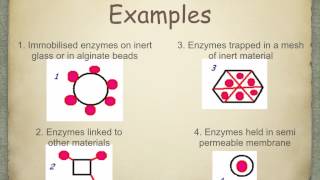 A level S5 Immobilisation of enzymes Ms Cooper [upl. by Tarttan]