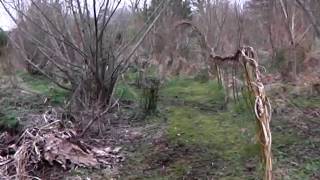 The Permaculture Gardens in February [upl. by Harlin]