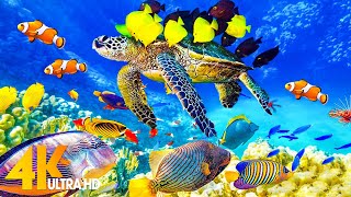 The Ocean 4K  Sea Animals for Relaxation Beautiful Coral Reef Fish in the Ocean 4K ULTRA HD [upl. by Kunkle]