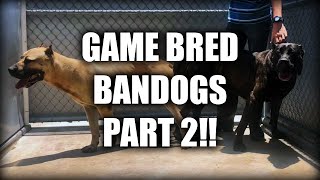 PART 2  HOW TO MAKE A GAME BRED BANDOG  EXCLUSIVE INTERVIEW LEE ROBINSON  AMERICAN SENTINEL K9 [upl. by Anastas]