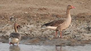 Greylag Goose [upl. by Carmelita717]