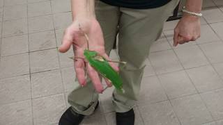 Noisy katydid [upl. by Franchot]