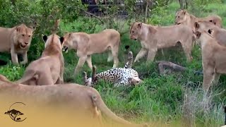 Leopard Surrounded By Lions In A Fight To The Death [upl. by Aihsinat476]