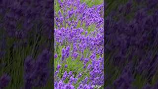 Mayfield Lavender farm London [upl. by Frager]